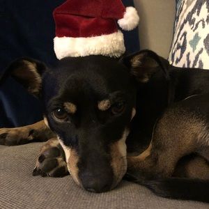 Meet your Posher, Sydney